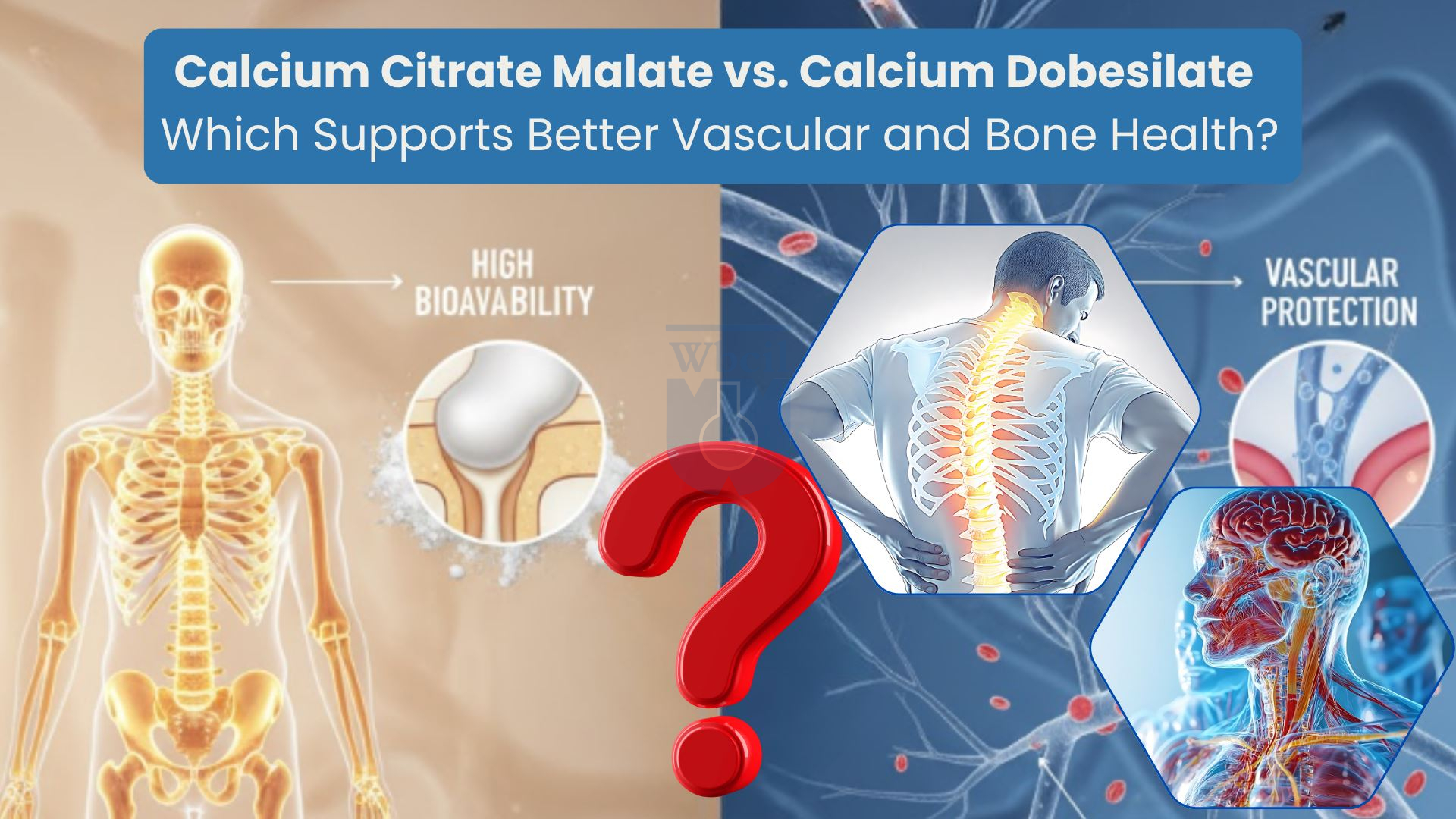 Calcium Citrate Malate vs Calcium Dobesilate