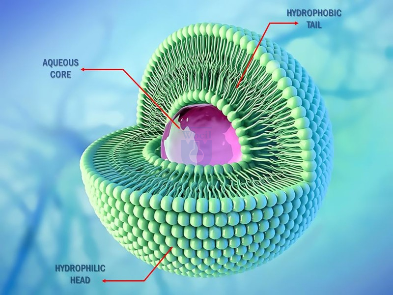 Tecnologia lipossomal - WBCIL